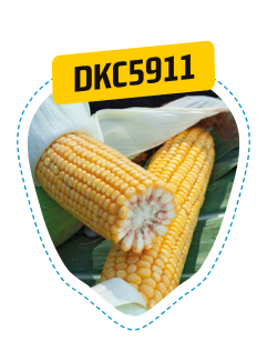 dkc5911