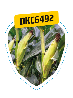 dkc6492