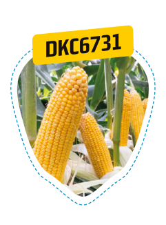 dkc6731