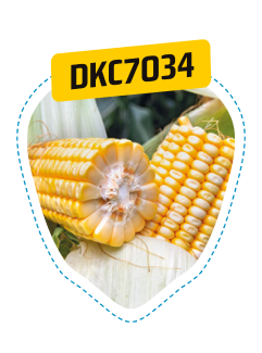 dkc7034
