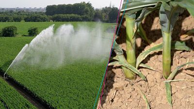Smart Corn, anche nel mais vince la taglia bassa