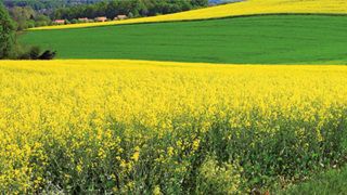 È online il nuovo Catalogo Colza DEKALB 2026!