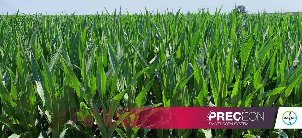 Due recenti studi confermano il potenziale di PRECEON - Smart Corn System