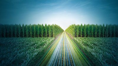 Mais Dekalb: i numeri del 2025