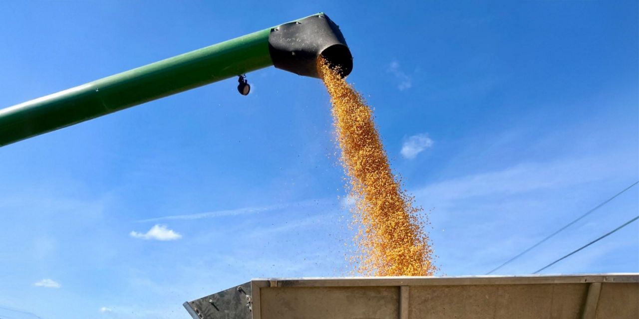 Sanità della granella alla raccolta