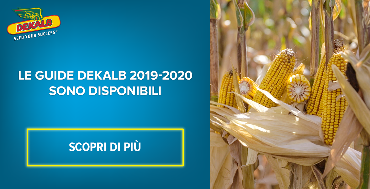 Agricoltura in Italia Coltivazione di Mais DEKALB