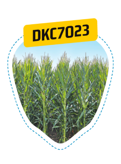 DCK7023