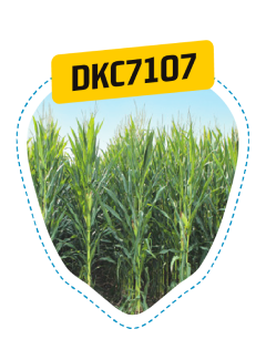 DCK7107