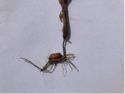 attacchi di Fusarium spp