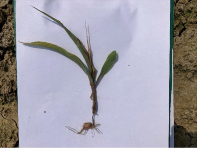 attacchi di Fusarium spp