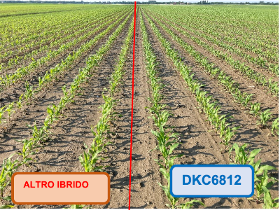 DKC6812