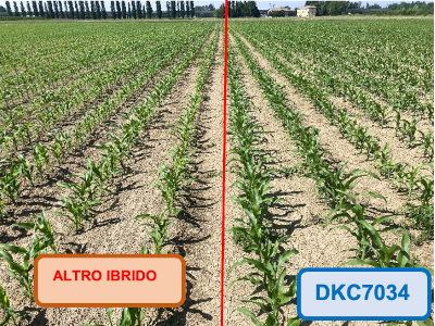 DKC7034