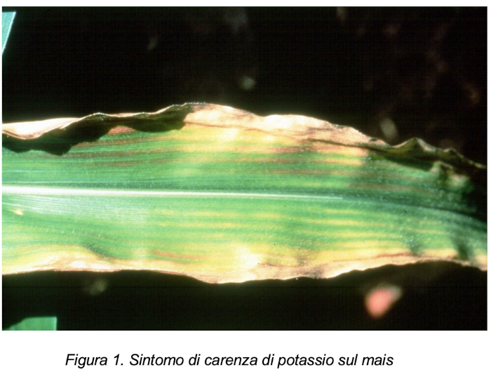 Sintomo di carenza di potassio sul mais