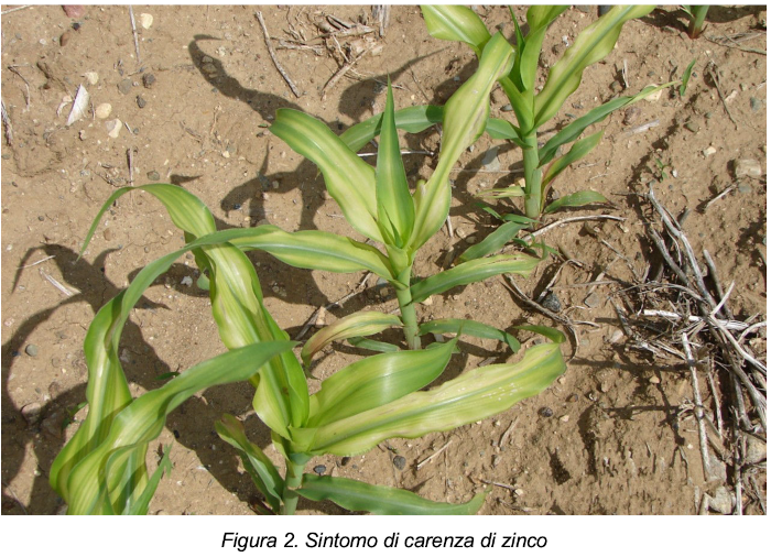 Sintomo di carenza di zinco
