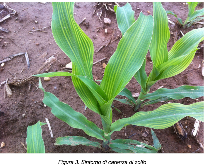 Sintomo di carenza di zolfo
