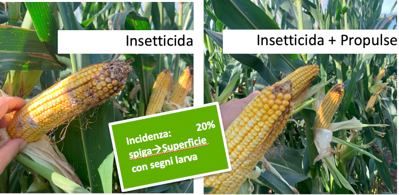 Mais: insetticida - insetticida + Propulse