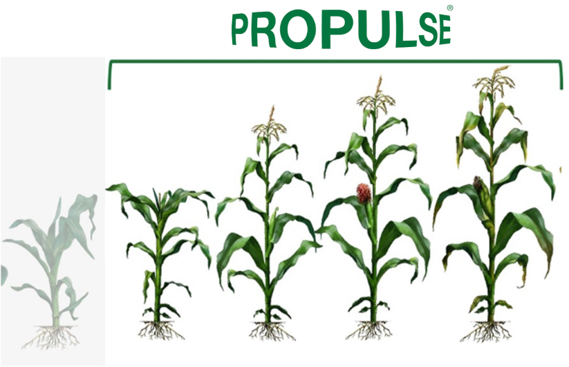 Propulse ©