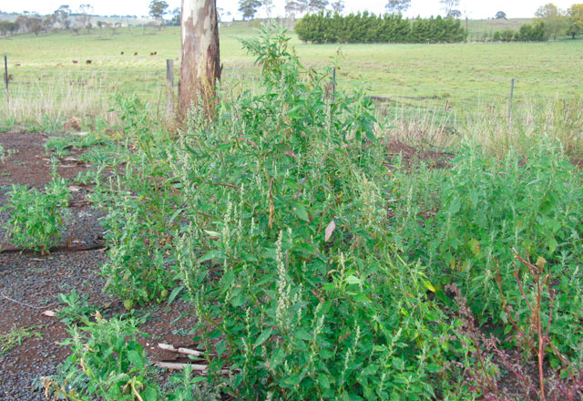 Chenopodium Infestanti del mais