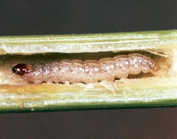 larva piralide