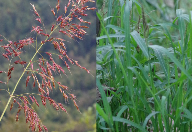 Sorghum Halepense